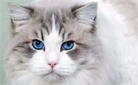 猫咪为什么要接生呢