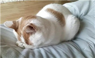 猫为什么会头朝下睡呢
