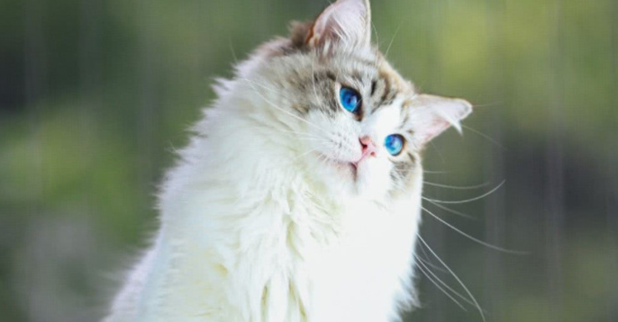 山猫布偶一般多少钱