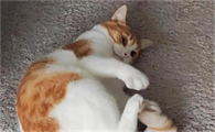 猫咪指甲流血水是为什么呢