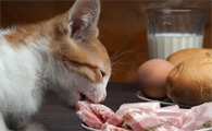 猫咪饿了为什么吃肉呢