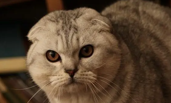 折耳猫为什么不建议饲养