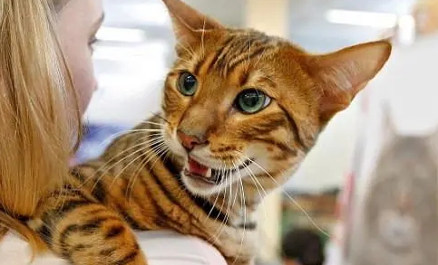乌克兰猫介绍! 乌克兰猫介绍!