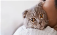 猫咪感冒的症状有哪些呢