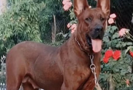红犬好不好养？