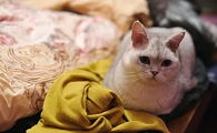 猫咪为什么会照顾孕妇呢