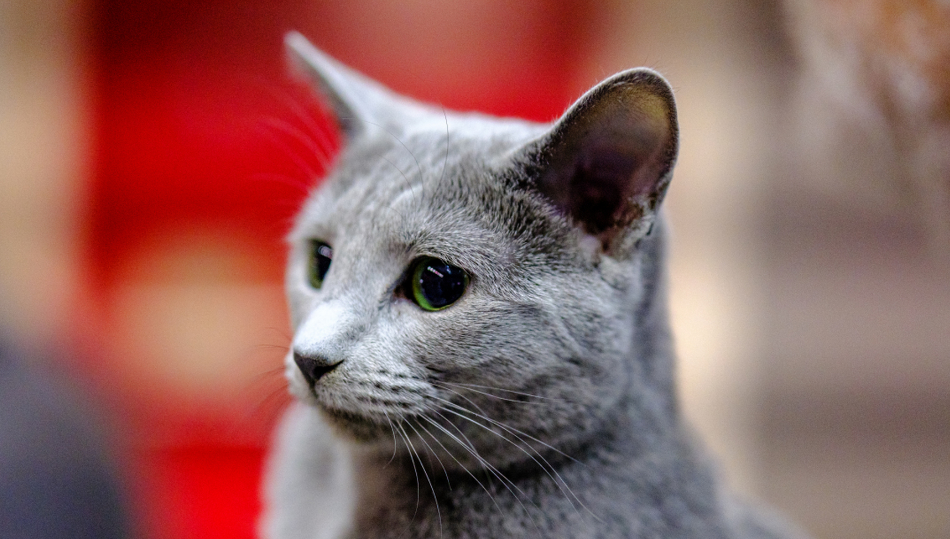 沙特尔猫会得什么病 沙特尔猫会得什么病