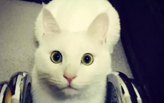 中华名猫大全——拖枪猫 中华名猫大全——拖枪猫
