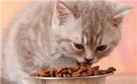 猫咪吃食后为什么吐呢