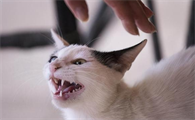 猫不听话可以打吗为什么呢