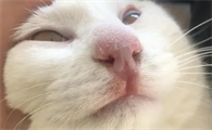 猫咪的鼻子为什么变了呢
