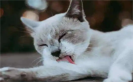 猫咪为什么口吐黄墨怎么回事