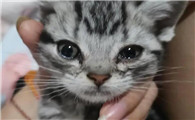 猫的支原体衣原体会传染给人吗