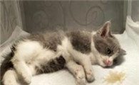 星期猫的鉴别方法