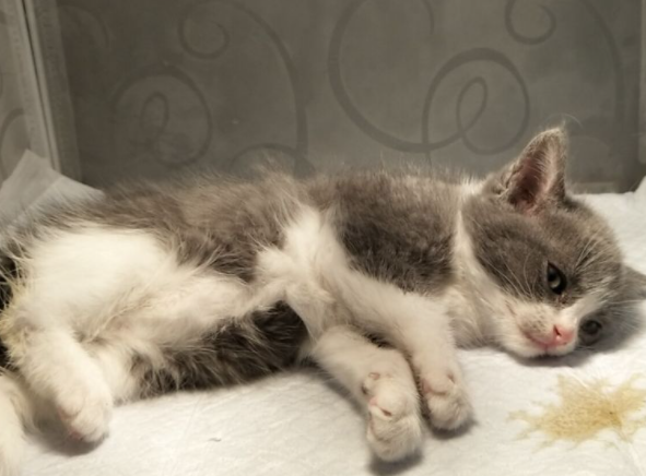 星期猫在商家为什么不发病呢 星期猫在商家为什么不发病呢