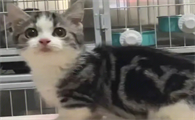 猫咪变老有什么征兆吗
