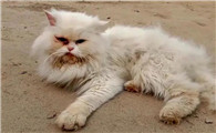 猫为什么不爱主人啊