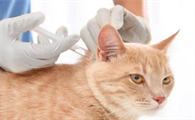 猫咪为什么得打疫苗针呢