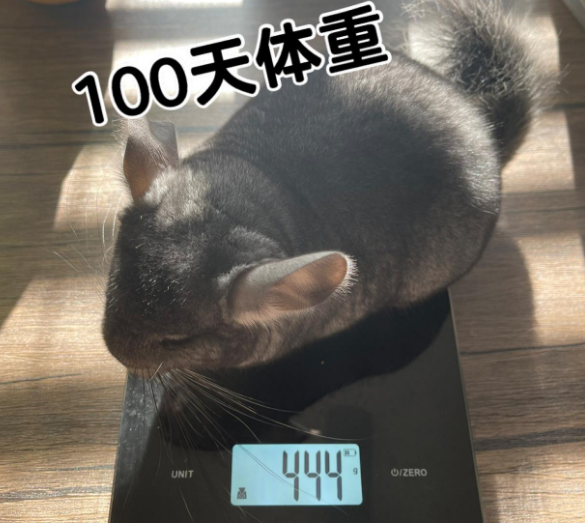 干货教学|如何养肥龙猫?龙猫饮食如何搭配 干货教学|如何养肥龙猫?龙猫饮食如何搭配