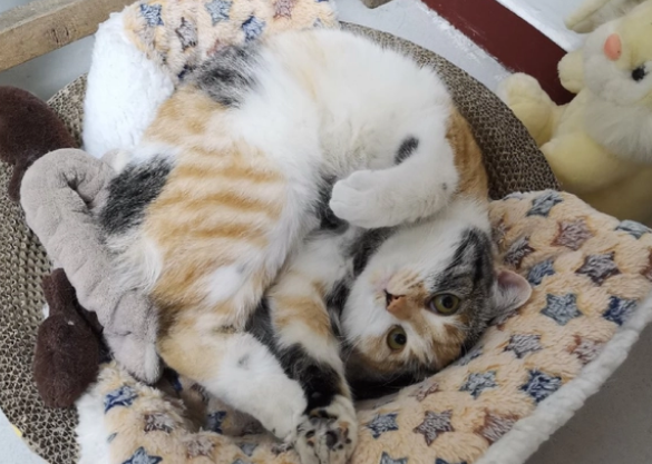 三色猫为什么都是母猫