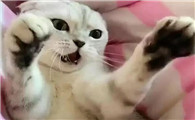 猫为什么不喜欢摸钱