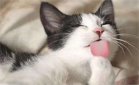 猫咪为什么爱舔光头呢？