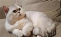 猫咪为什么不吃肉末饭