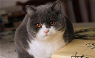 有的猫咪为什么怕人呢