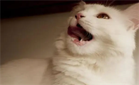 猫为什么嘴巴有点臭味