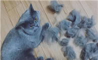 猫咪为什么老掉毛呢