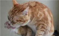 为什么猫咪身上会变黄毛呢
