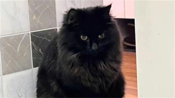 分享中华田园猫——玄猫