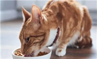 猫的身体为什么那么瘦呢
