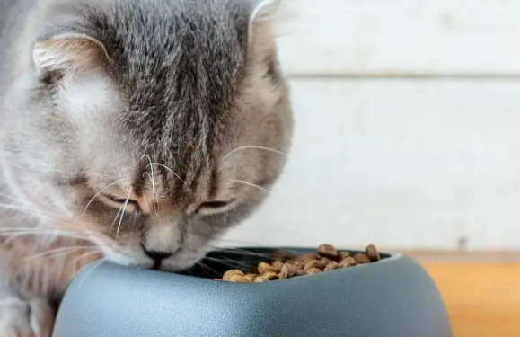 玛氏宠物食品怎么样？