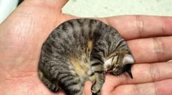 皮堡斯猫是什么样的猫咪,怎么养? 皮堡斯猫是什么样的猫咪,怎么养?