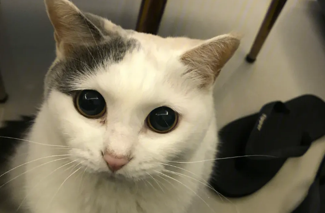 三色猫是什么品种 三色猫是什么品种