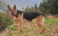 警犬品种有哪些种类