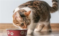 小猫不吃饭精神不好咋办啊
