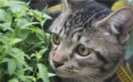 为什么有的猫咪有白毛呢