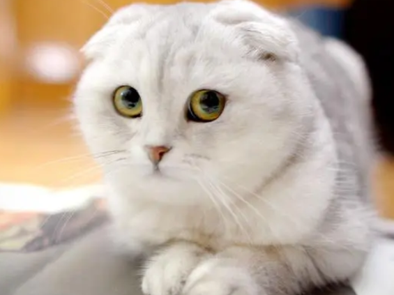 星期猫能不能活过10天