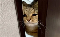 猫咪为什么喜欢自己开门的原因
