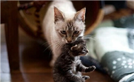 猫咪为什么要把孩子搬走呢