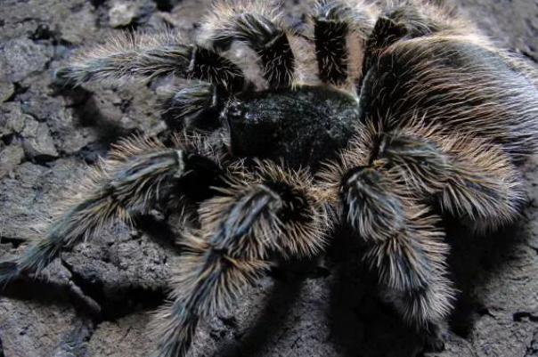 洪都拉斯卷毛/尼加拉瓜卷毛