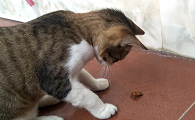 猫咪喜欢抓虫子是为什么