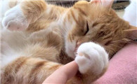 猫为什么喜欢黏着你走呢