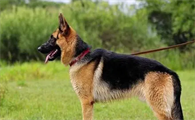 黑背犬怎么样好养吗
