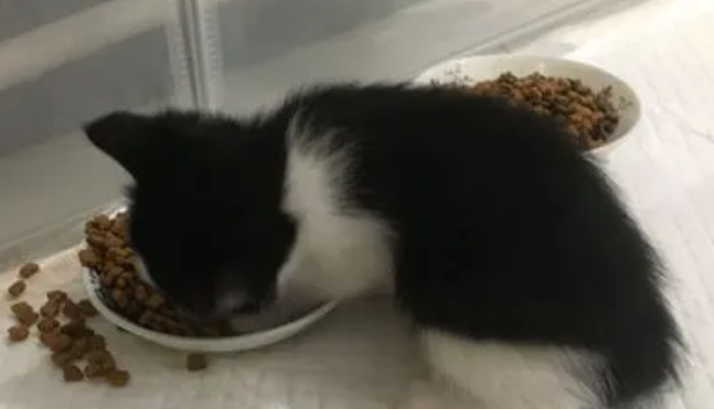 贝特鲱猫粮的口碑好吗？