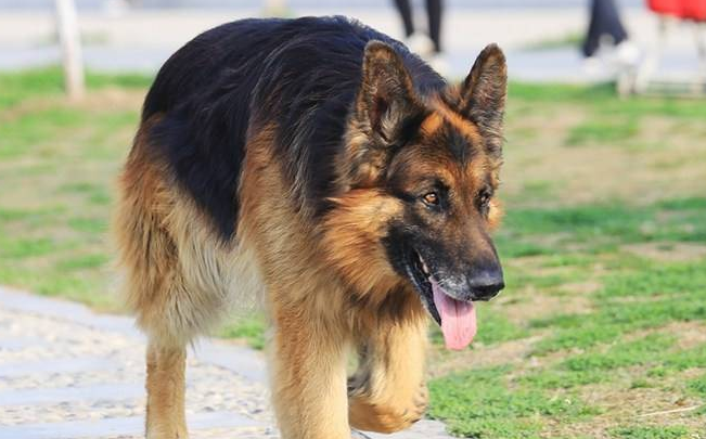 黑背犬能长多大？