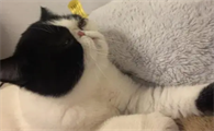 猫为什么有的时候像哮喘一样