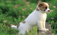 为什么狗狗捡垃圾会叫